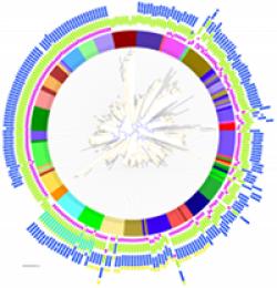 A phylogeny on MMPs