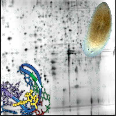 planarian neoblast proteomics