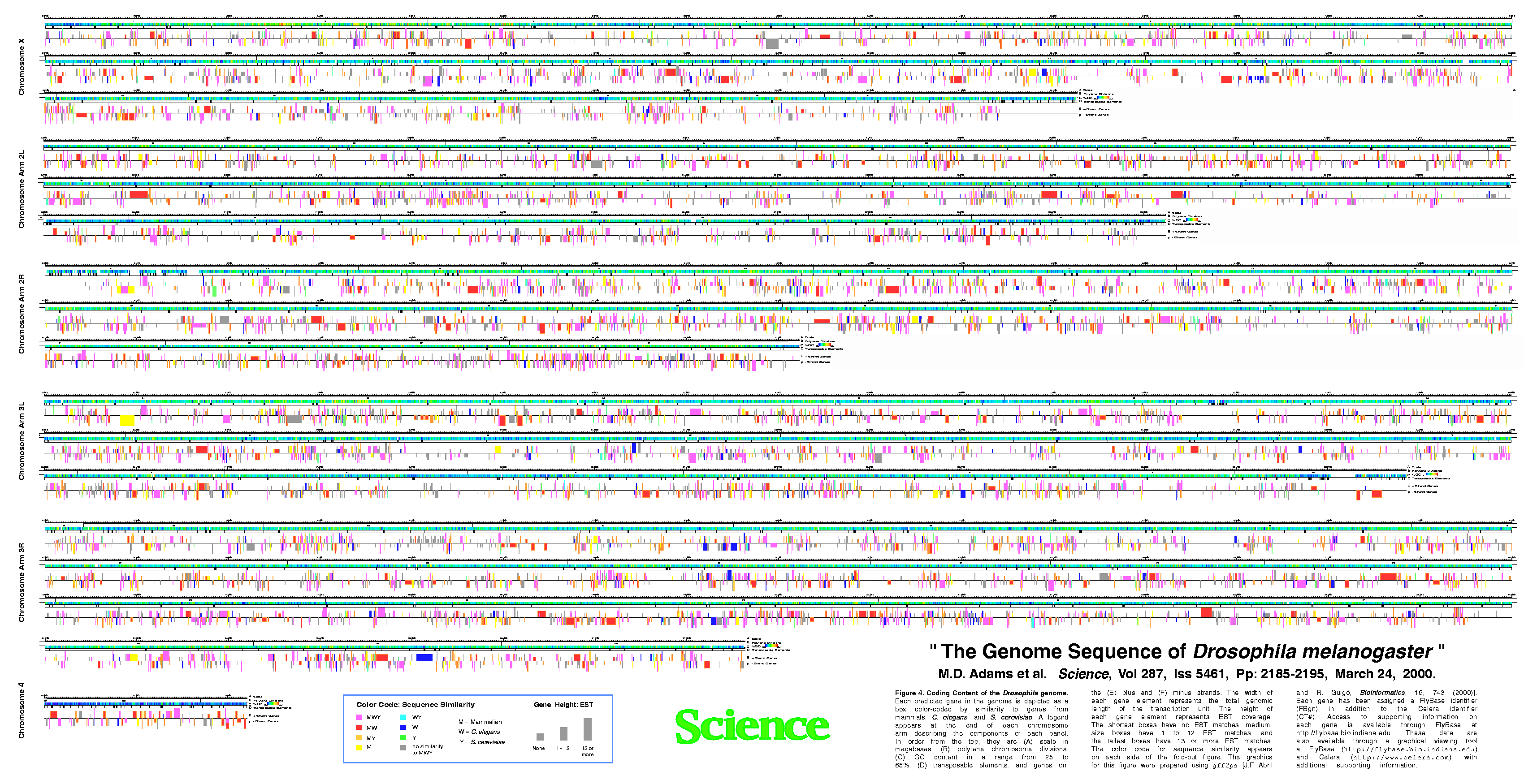 Annotation of Drosophila melanogaster Genome Assembly