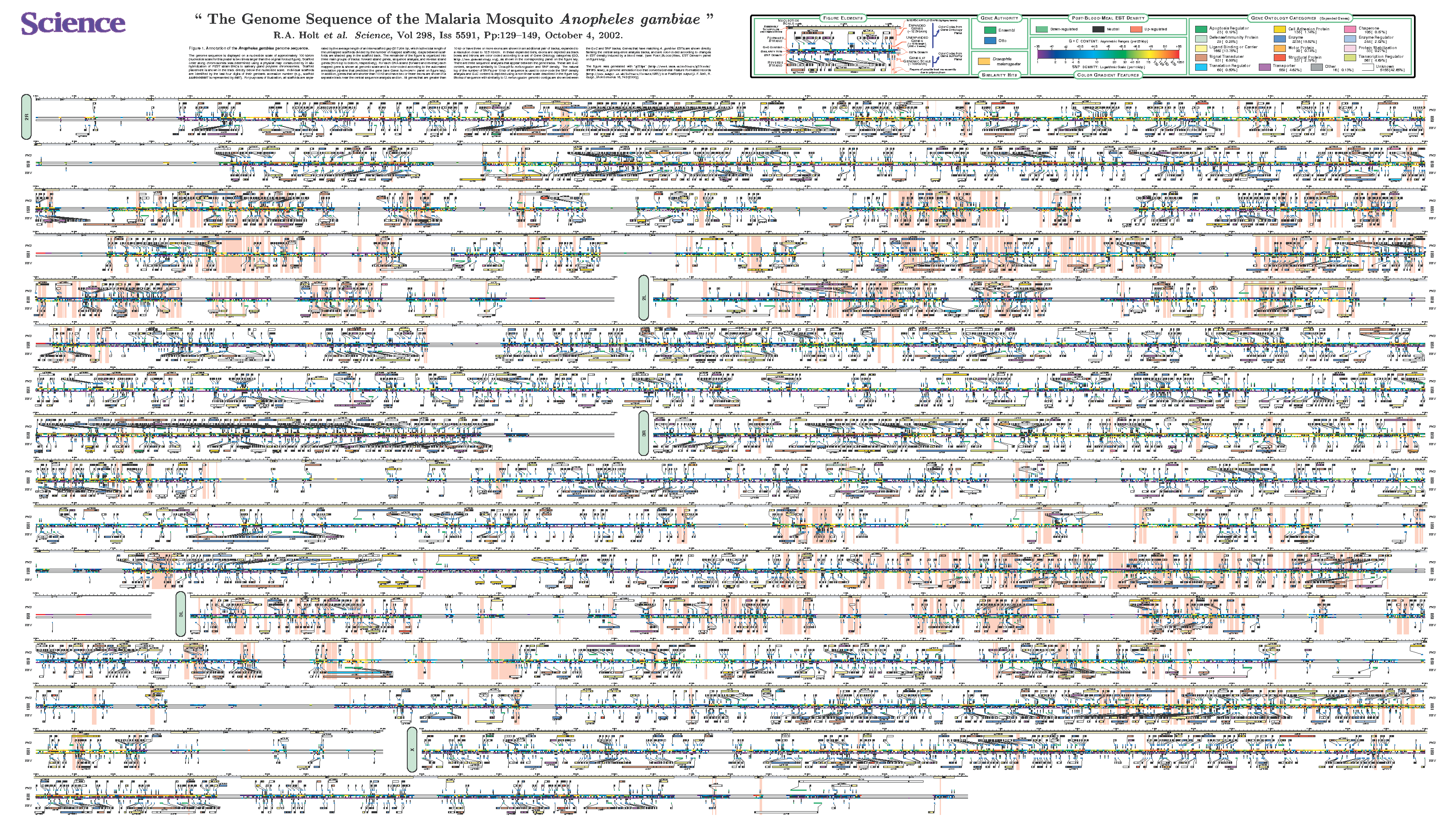 Annotation of the Malaria Mosquito Genome Assembly