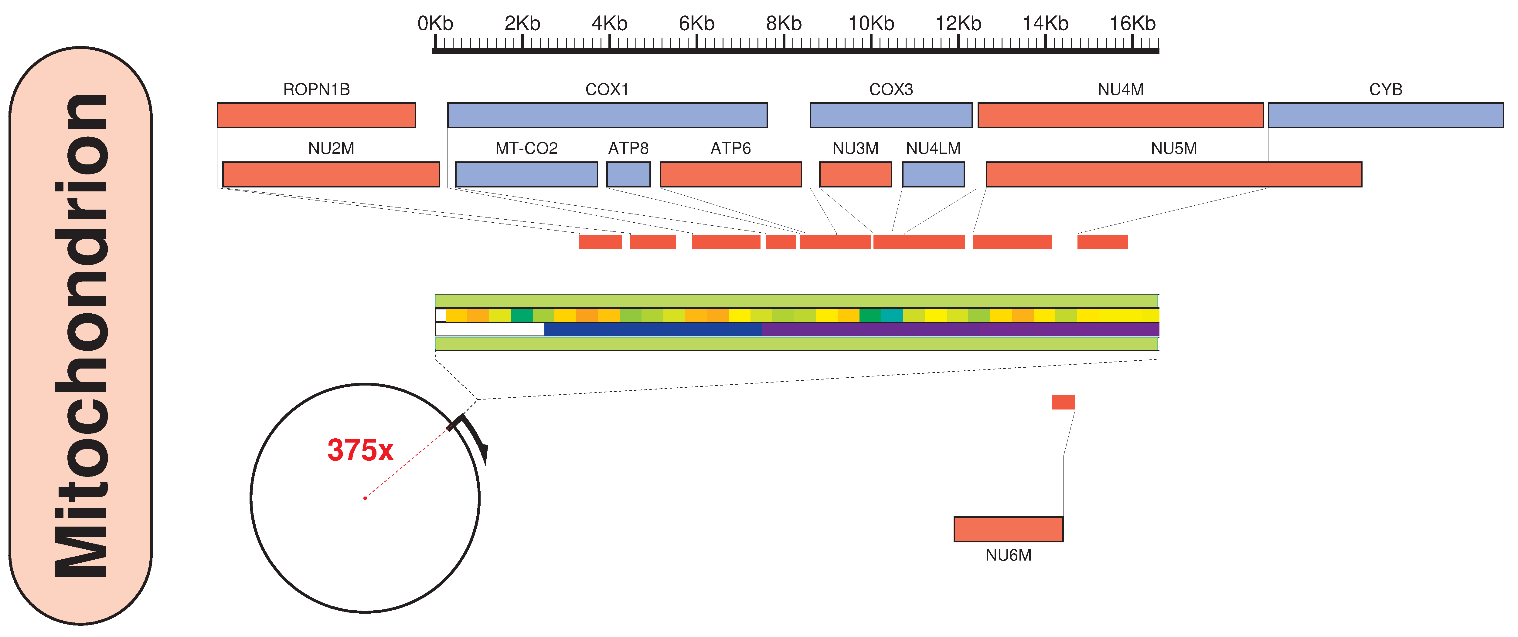 Mitochondrion Genome Annotation