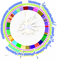 A phylogeny on MMPs